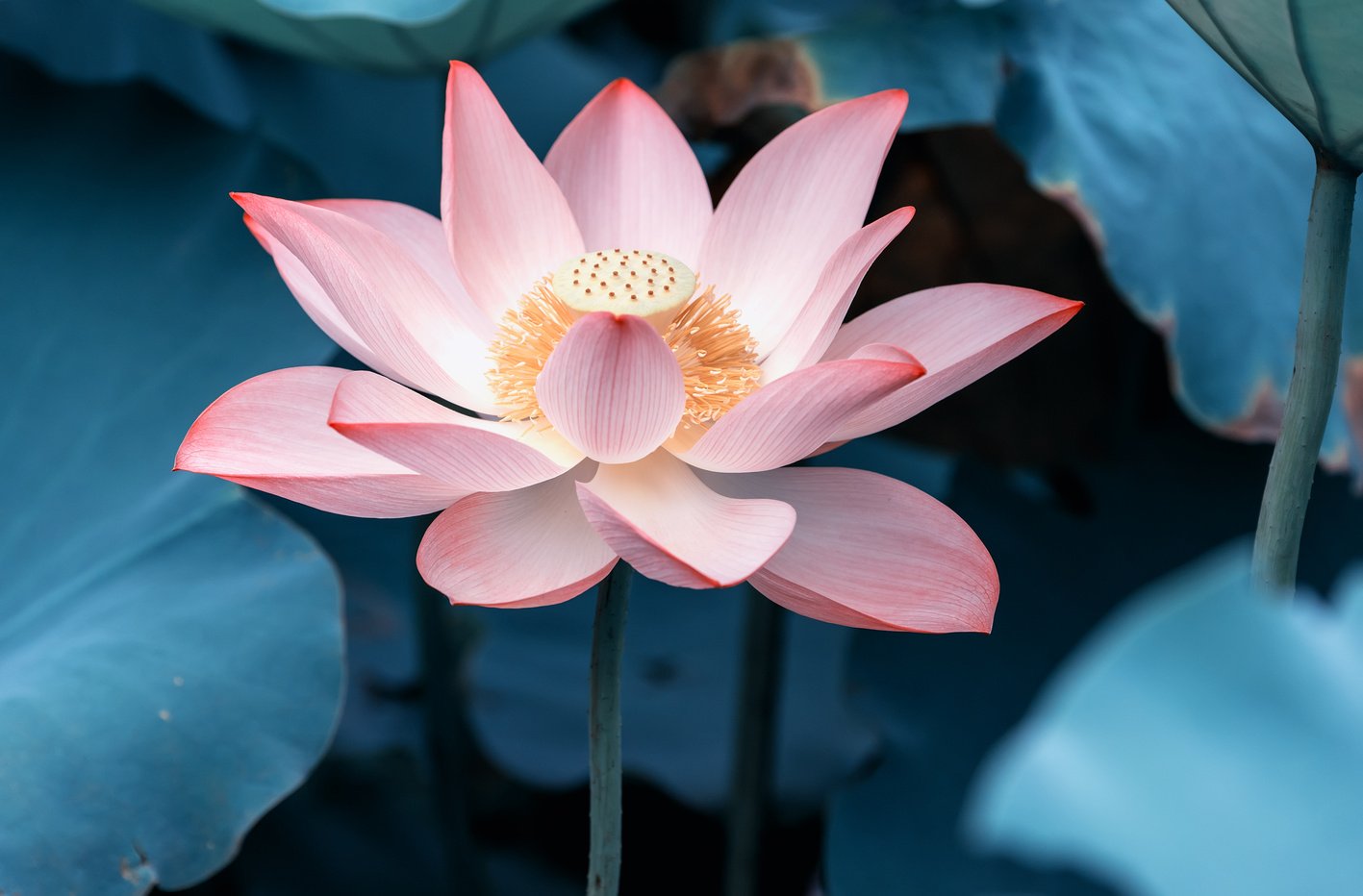 blooming lotus flower